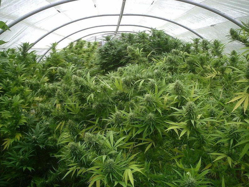марихуана выращивание i