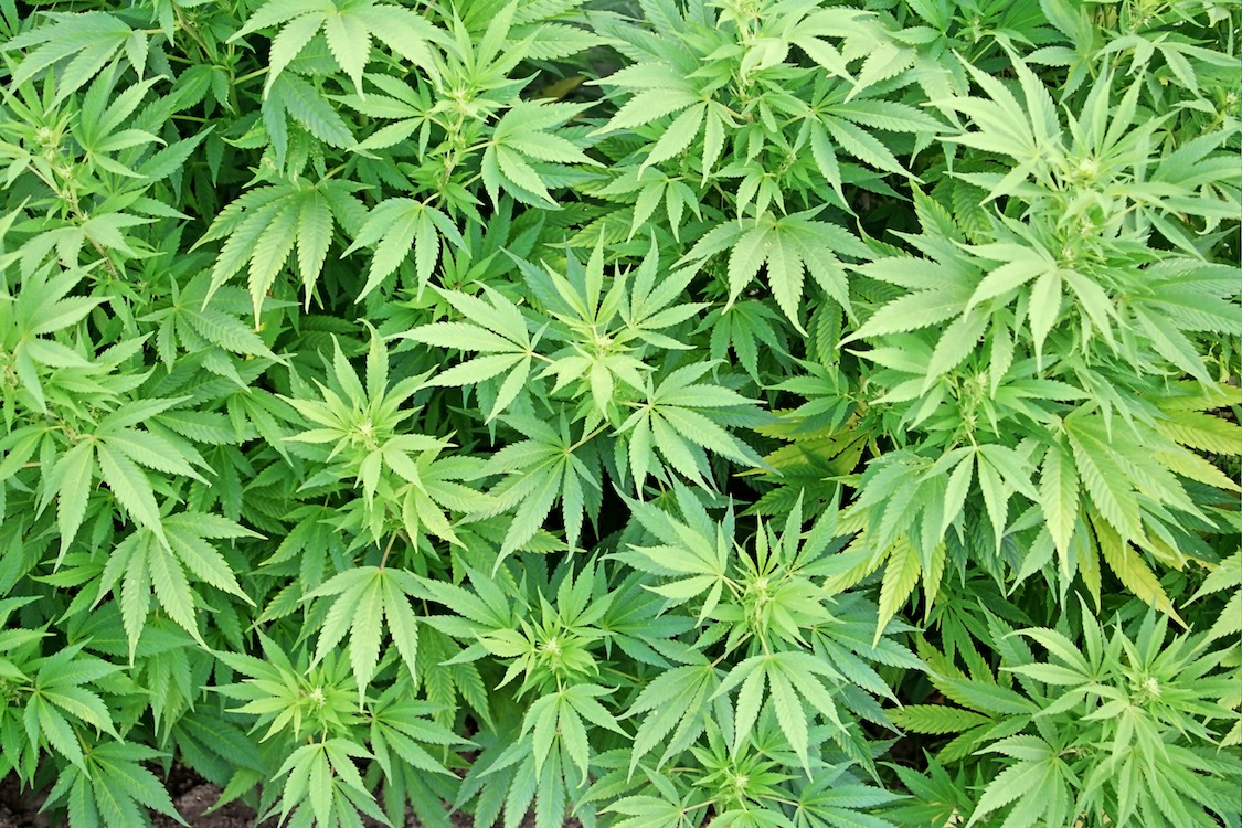 Уголовная статья за употребление марихуаны сообщество тор браузер гидра